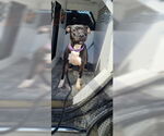 Small #6 American Pit Bull Terrier Mix