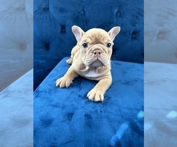 Medium Photo #19 English Bulldog Puppy For Sale in LONG BEACH, CA, USA