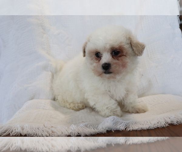 Medium Photo #4 Zuchon Puppy For Sale in SHILOH, OH, USA
