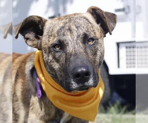American Staffordshire Terrier-Unknown Mix Dogs for adoption in San Antonio, TX, USA