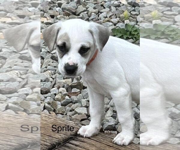 Medium Photo #2 Labrador Retriever-Unknown Mix Puppy For Sale in Rockaway, NJ, USA