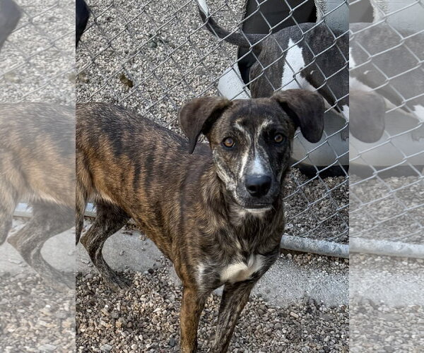 Medium Photo #1 Plott Hound-Unknown Mix Puppy For Sale in Oakhurst, NJ, USA