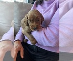 Small #5 Goldendoodle