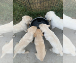 Small Photo #6 Labrador Retriever Puppy For Sale in SHERIDAN, WY, USA