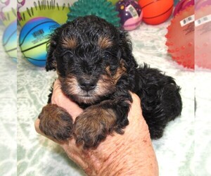 Dachshund-Poodle (Toy) Mix Puppy for sale in RATTAN, OK, USA