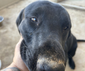 Labrador Retriever Dog for Adoption in MARYVILLE, Tennessee USA