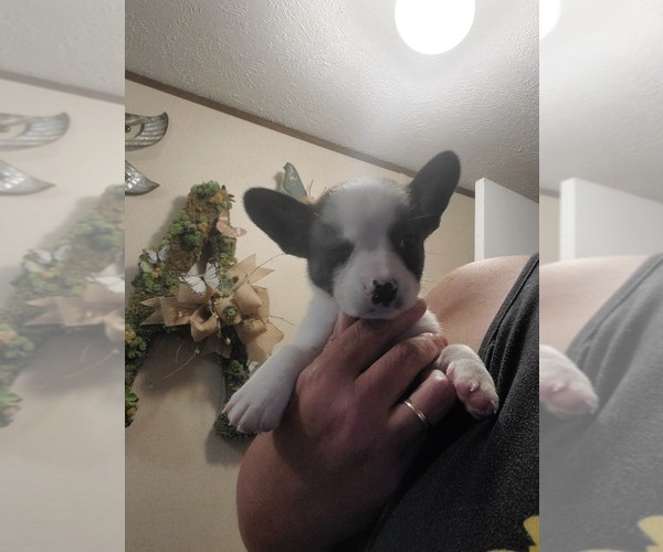 Medium Photo #1 French Bulldog-Pembroke Welsh Corgi Mix Puppy For Sale in DEFUNIAK SPRINGS, FL, USA