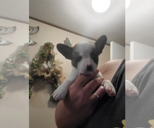 French Bulldog-Pembroke Welsh Corgi Mix Puppy for sale in DEFUNIAK SPRINGS, FL, USA