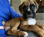 Small Photo #2 Boxer Puppy For Sale in WATERFORD, PA, USA