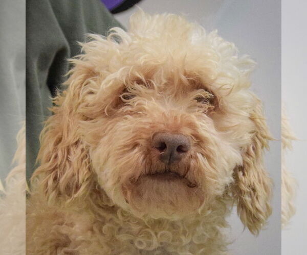 Medium Photo #5 Mutt Puppy For Sale in Huntley, IL, USA