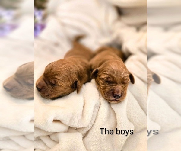 Medium Photo #3 Golden Retriever Puppy For Sale in CLAREMONT, MN, USA