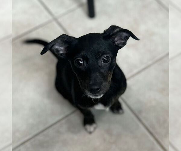 Medium Photo #1 Jack Chi Puppy For Sale in Stephens City, VA, USA