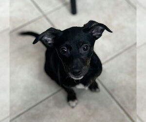 Jack Chi Dogs for adoption in Stephens City, VA, USA