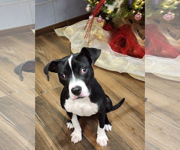 Medium Photo #2 Mutt Puppy For Sale in Hilton Head, SC, USA