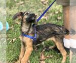 Small #1 Labrador Retriever Mix