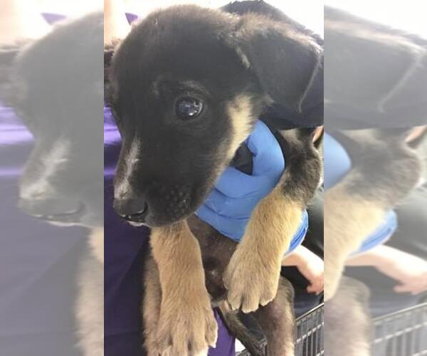 Medium Photo #1 Labrador Retriever Puppy For Sale in Conroe, TX, USA