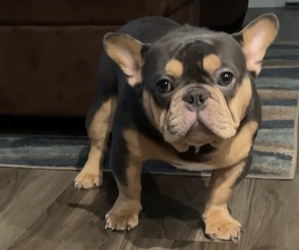 Father of the French Bulldog puppies born on 06/09/2025