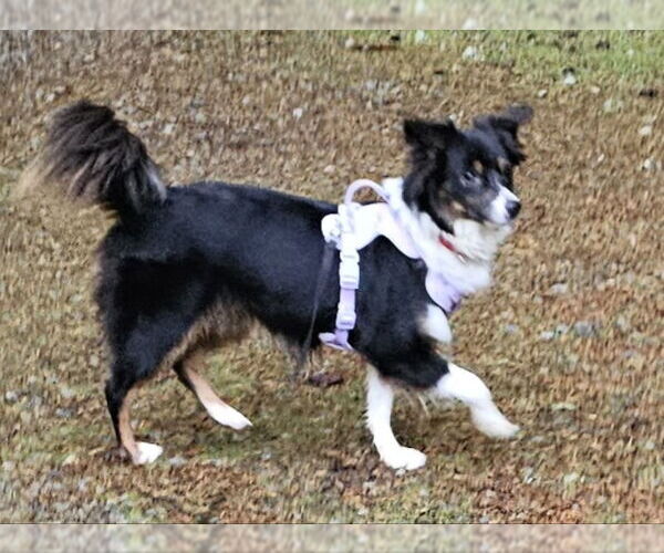 Medium Photo #2 Australian Shepherd Puppy For Sale in Olalla, WA, USA