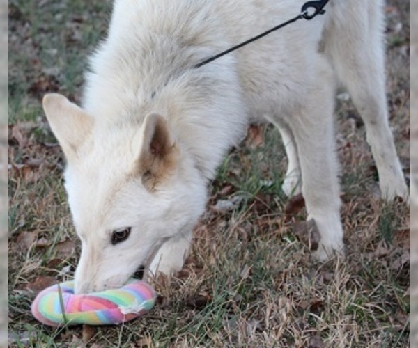 Medium Photo #14 Wolf Hybrid Puppy For Sale in POWELL, TN, USA