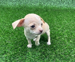Chihuahua Dog for Adoption in SAINT AUGUSTINE, Florida USA
