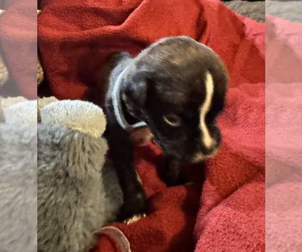 Medium Photo #2 Boxer Puppy For Sale in LANSING, MI, USA