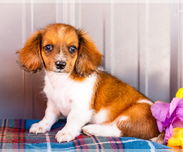 Medium Photo #47 Dachshund Puppy For Sale in WAKARUSA, IN, USA