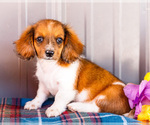 Small Photo #47 Dachshund Puppy For Sale in WAKARUSA, IN, USA