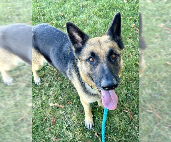 Medium Photo #2 German Shepherd Dog Puppy For Sale in Sacramento, CA, USA