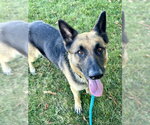 Small #1 German Shepherd Dog