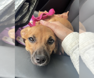Mutt Dogs for adoption in Candler, NC, USA
