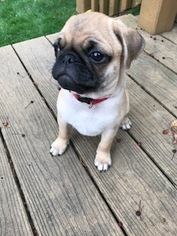 Pug Puppy for sale in DELAVAN, WI, USA