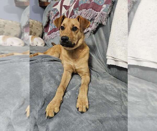 Medium Photo #1 Mutt Puppy For Sale in Boston, MA, USA