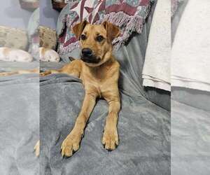 Mutt Dogs for adoption in Boston, MA, USA