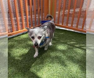 *SEBASTIAN - Male Chihuahua-Unknown Mix Dog for Adoption - Photo #2