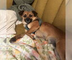 Small #11 Mutt