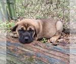 Small Photo #7 Mastador-Mastiff Mix Puppy For Sale in BROOKSVILLE, FL, USA