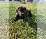 Small Photo #1 Boerboel Puppy For Sale in FULLERTON, CA, USA