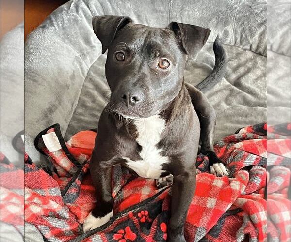 Medium Photo #1 American Staffordshire Terrier-Dachshund Mix Puppy For Sale in New Oxford , PA, USA