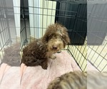 Expresso - Male Miniature Labradoodle Dog for Adoption - Small photo