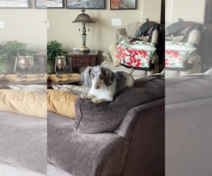 Mother of the Dachshund puppies born on 11/01/2025