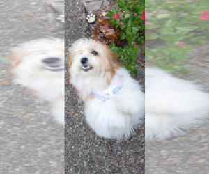 Mother of the Maltipoo (Miniature) puppies born on 03/18/2026
