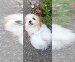 Small Photo #1 Maltipoo (Miniature) Puppy For Sale in VENETA, OR, USA