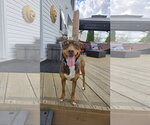 Small #5 Australian Kelpie-Miniature Pinscher Mix