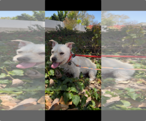 Mutt Dogs for adoption in Menifee, CA, USA
