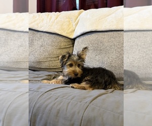 Yorkshire Terrier Puppy for sale in HAMMOND, IN, USA