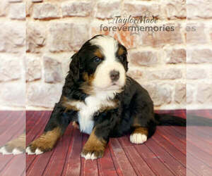 Bernese Mountain Dog Puppy for sale in ROCK CREEK, WV, USA