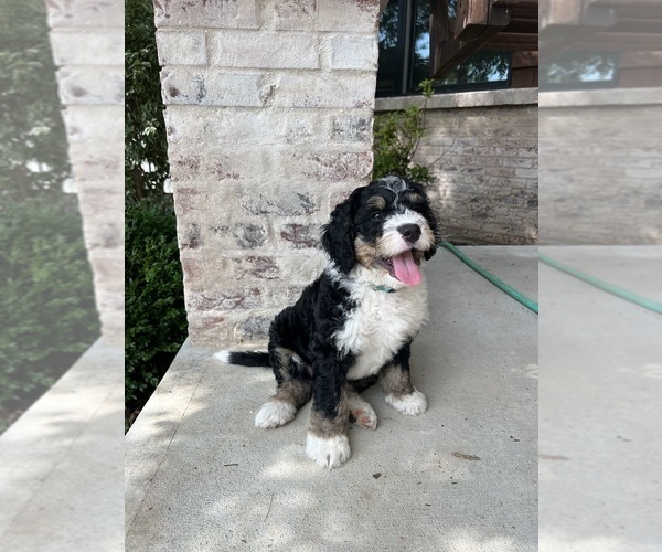 Medium Photo #12 Bernedoodle Puppy For Sale in MARTINSVILLE, IN, USA