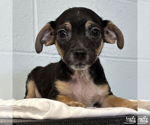 Jack Chi Dogs for adoption in Washington, DC, USA