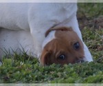 Small Photo #15 Jack Russell Terrier Puppy For Sale in APPLE GROVE, WV, USA
