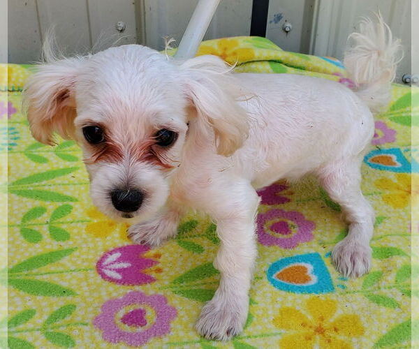 Medium Photo #2 Maltese Puppy For Sale in Mountain View, MO, USA